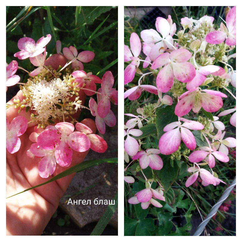 гортензия ангел блаш